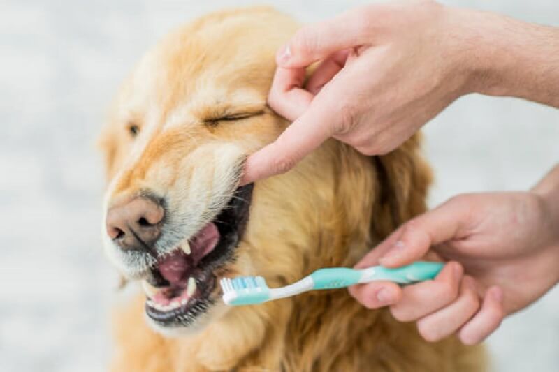 การแปรงฟันสุนัข